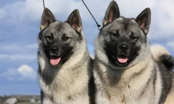 Норвезький елкхаунд